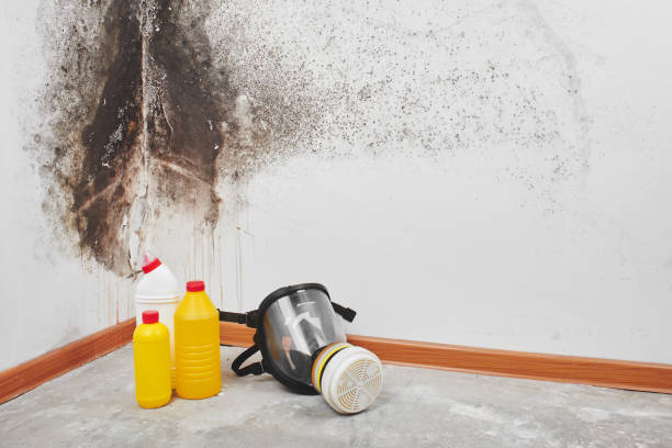 Reliable Kellyville, OK Mold Removal Solutions