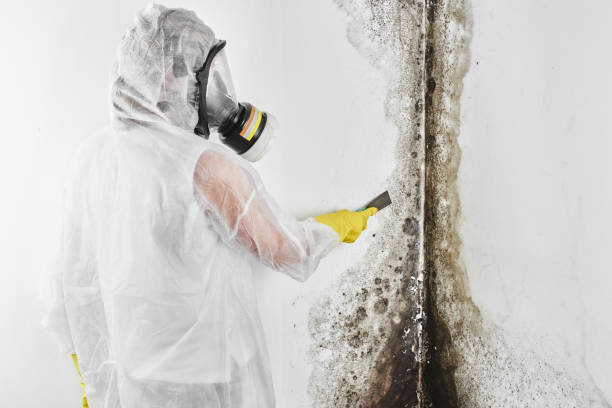 Best Mold Removal Company Near Me  in Kellyville, OK