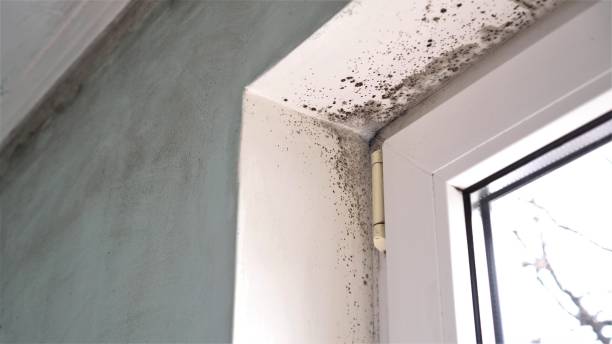 Best Mold Removal Near Me  in Kellyville, OK