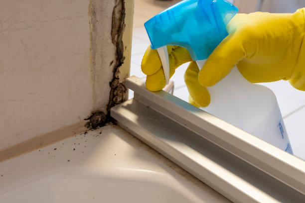 Best Best Mold Removal Companies  in Kellyville, OK