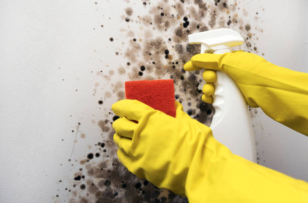 Best Commercial Mold Removal  in Kellyville, OK